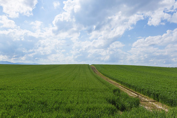 Fototapeta na wymiar 北海道　夏の麦畑　Hokkaido summer wheat field