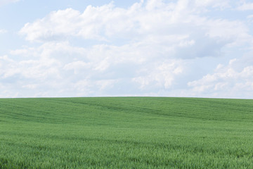 北海道　夏の麦畑　Hokkaido summer wheat field