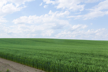 北海道　夏の麦畑　Hokkaido summer wheat field