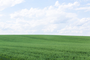 北海道　夏の麦畑　Hokkaido summer wheat field