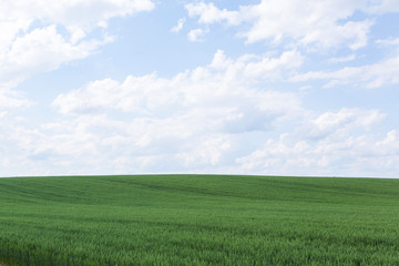 北海道　夏の麦畑　Hokkaido summer wheat field