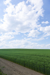 北海道　夏の麦畑　Hokkaido summer wheat field