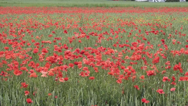 red poppies on the field, big flowers.