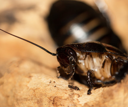 Madagascar cockroaches