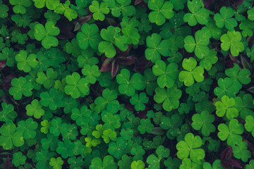 texture of the Shamrock raindrops