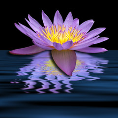 Obrazy na Szkle  pływająca lilia wodna, czarne tło