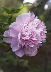 Pink peony