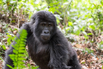 Close Up Portrait of Baby Mountain Gorilla
