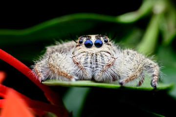 Super macro female Hyllus diardi or Jumping spider on green leaf