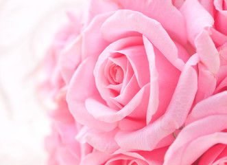 Fototapeta na wymiar ピンクの薔薇