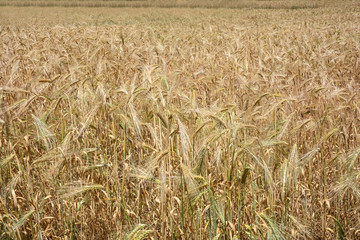 Wheat field