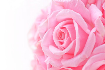 ピンクの薔薇