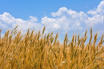 Wheat field