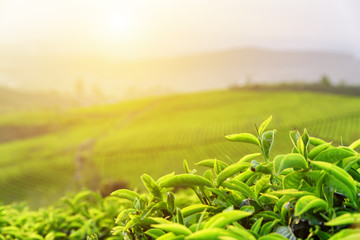 Green tea leaves at tea plantation in rays of sunset - obrazy, fototapety, plakaty