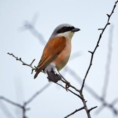 Red-backed shrike on a twig
