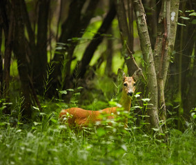 Roe deer in the forest