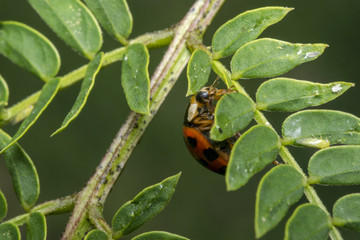 Orange ladybug with black dots