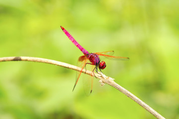 dragonfly