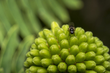 Tiny fly resting on a rounded plant
