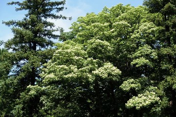 初夏の自然公園
