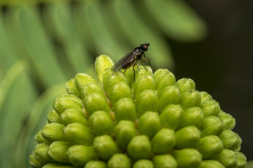 Tiny fly resting on a rounded plant