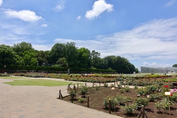 バラ園