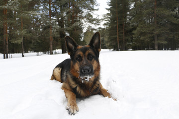 Dog german shepherd in the forest