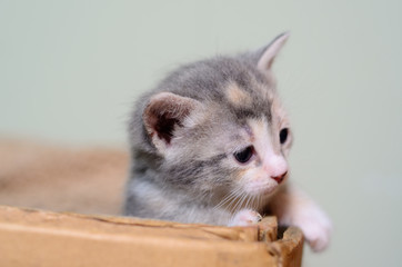 Kitten in cardboard box