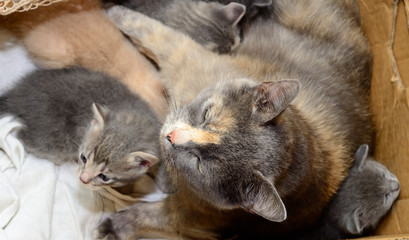 Cat with kittens in cardboard box
