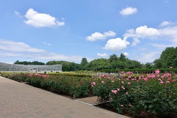 Obraz premium ６月のバラ公園