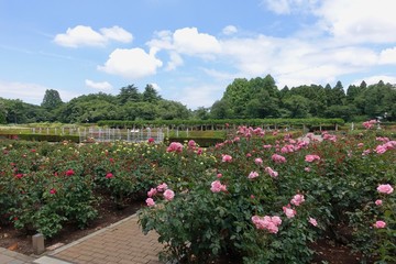 ６月のバラ公園