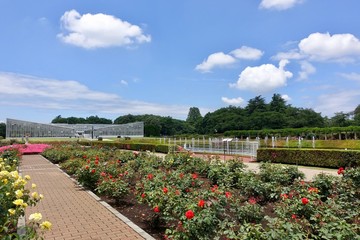 Fototapeta premium ６月の自然公園