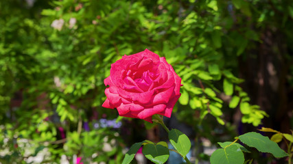 Red gorgeous blossoming rose lit by the evening sun
