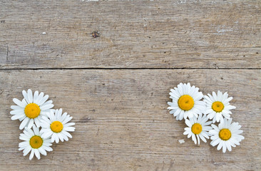Obraz premium Daisy flowers on wooden background