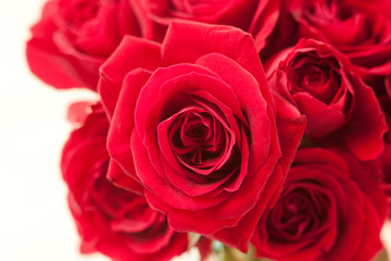 ピンクの薔薇
