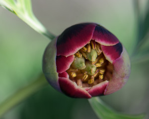 California Peony
