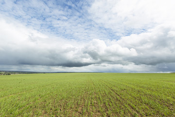 A spring field in Russia