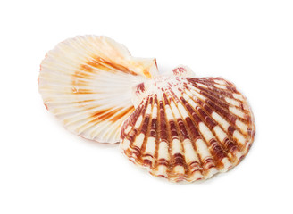 Seashell isolated on white background