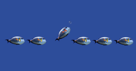 Illustration of tropical fishes on concept : decide by yourself what you want to do.