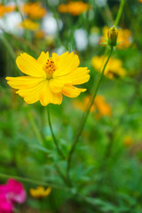 Yellow Cosmos flower