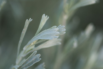 Sagebrush (Artemisia tridentata)