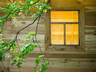 Branch of a birch on a window background