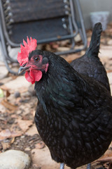 Black Australorp Hen in a Backyard Chicken Flock