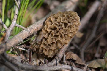 Morel Mushroom