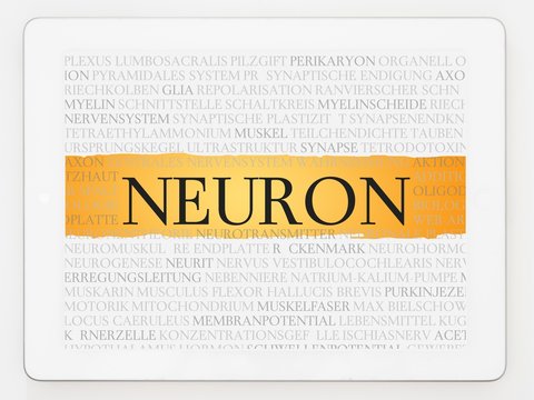 Neuron