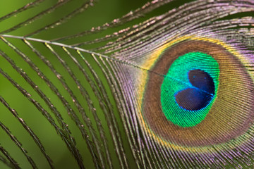 .Beautiful peacock feathers
