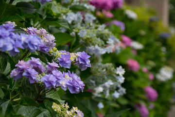 紫陽花の咲く街