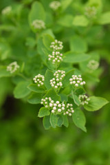 Small white flowers on a green bush