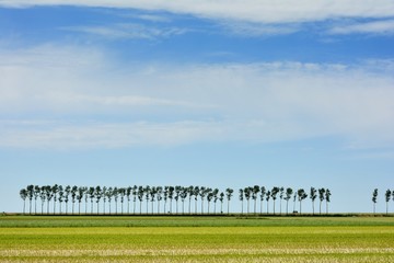 Fototapeta na wymiar Promenade dans les polders de la baie du Mont-Saint-Michel, alignement d'arbres sur fond de ciel bleu