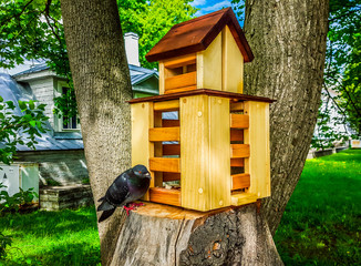 Pigeon near the bird feeder in the park of Yelagin island in St.Petersburg, Russia